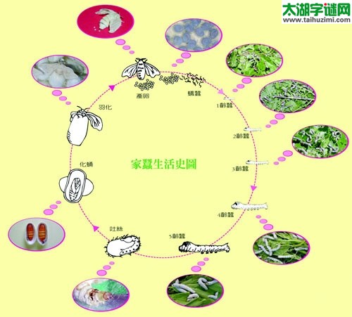 3d027期试机号后太湖钓叟一语定胆：吐丝结茧